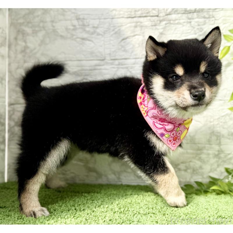 販売中の埼玉県の豆柴-444488の2枚目