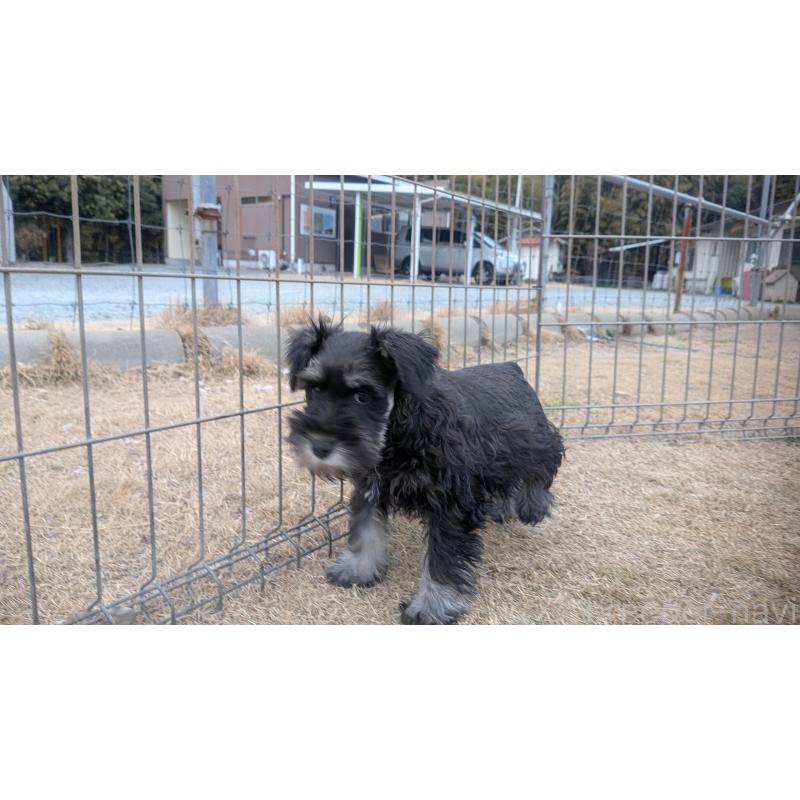 販売中の熊本県のミニチュアシュナウザー-432241の3枚目