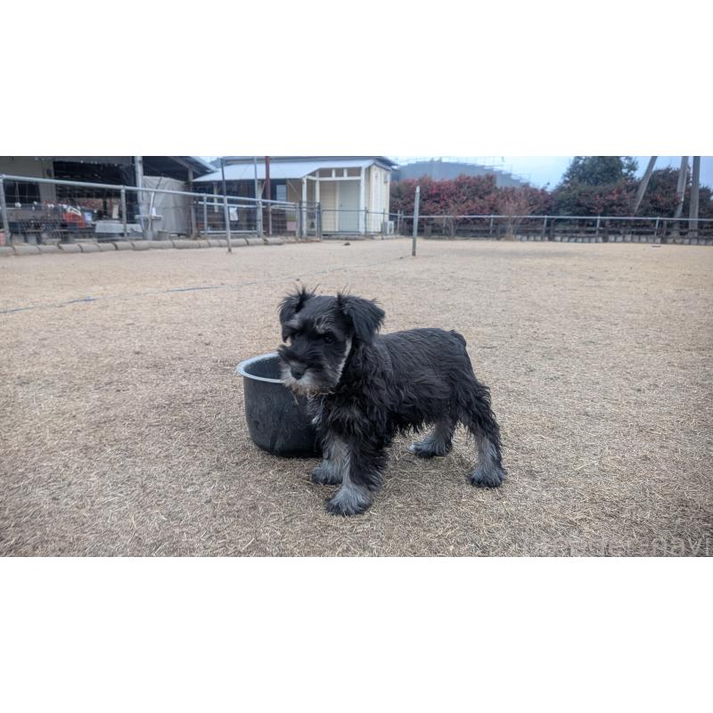 販売中の熊本県のミニチュアシュナウザー-432241の2枚目