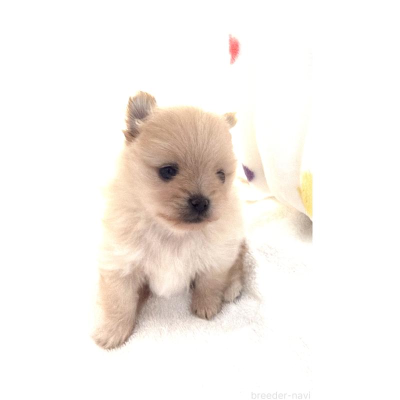 販売中の群馬県のポメラニアン-444489の12枚目