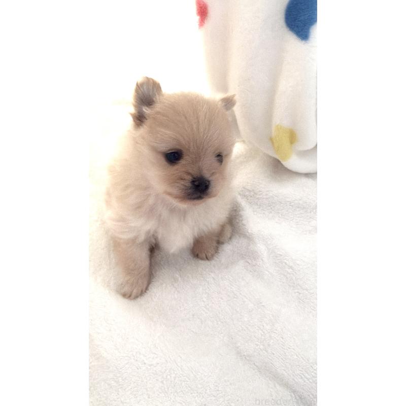 販売中の群馬県のポメラニアン-444489の11枚目