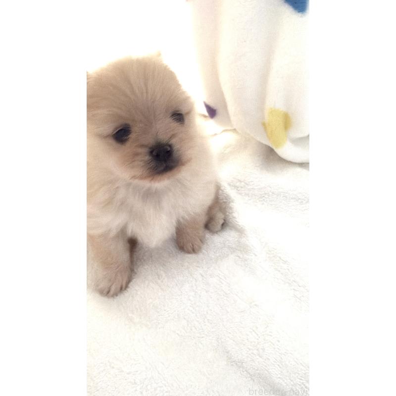 販売中の群馬県のポメラニアン-444489の10枚目