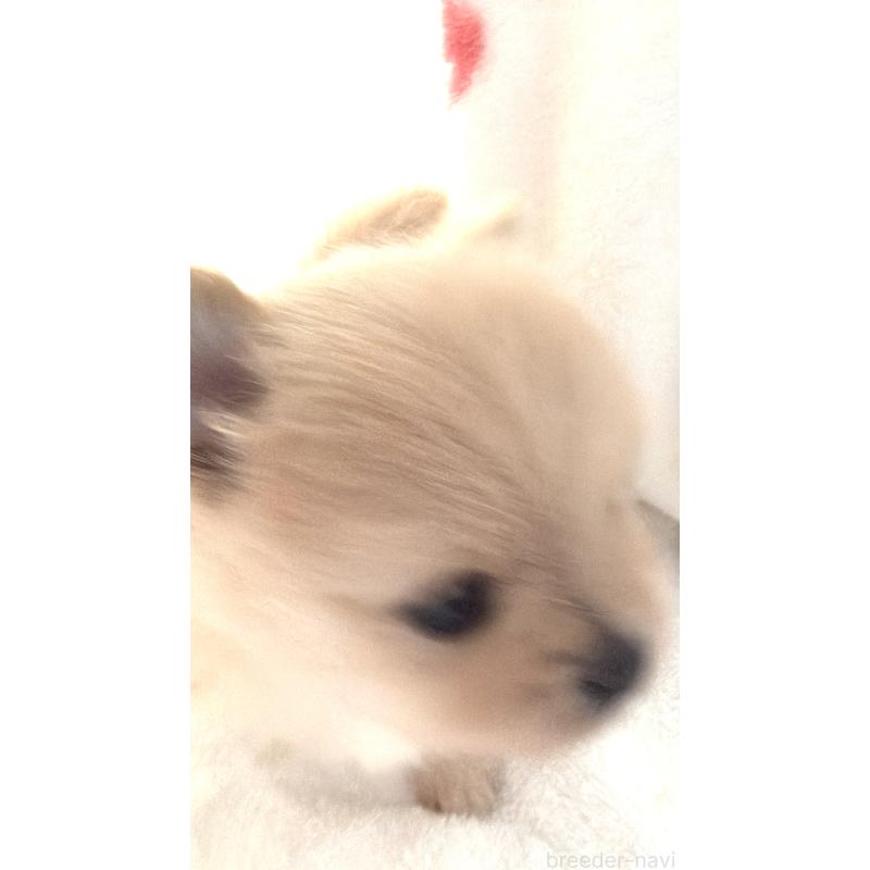 販売中の群馬県のポメラニアン-444489の9枚目