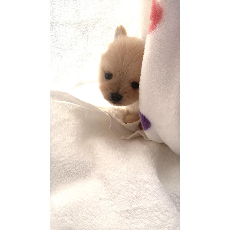 販売中の群馬県のポメラニアン-444489の8枚目