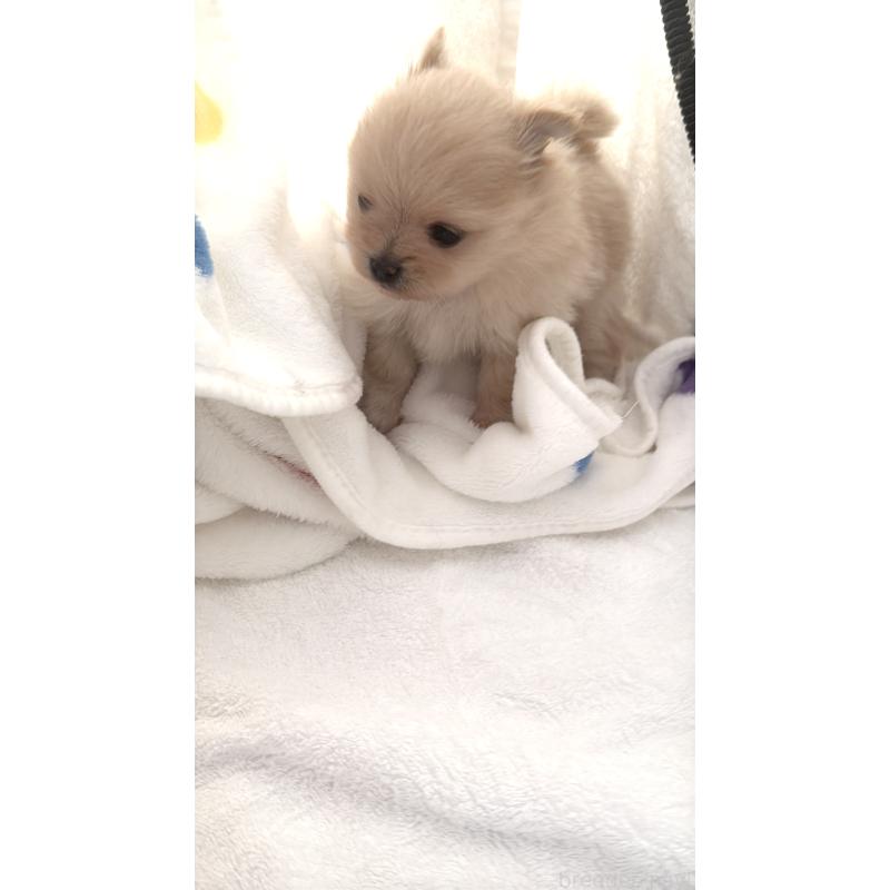 販売中の群馬県のポメラニアン-444489の7枚目