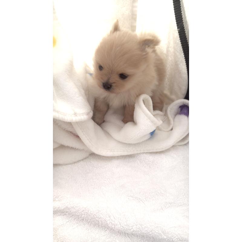 販売中の群馬県のポメラニアン-444489の6枚目