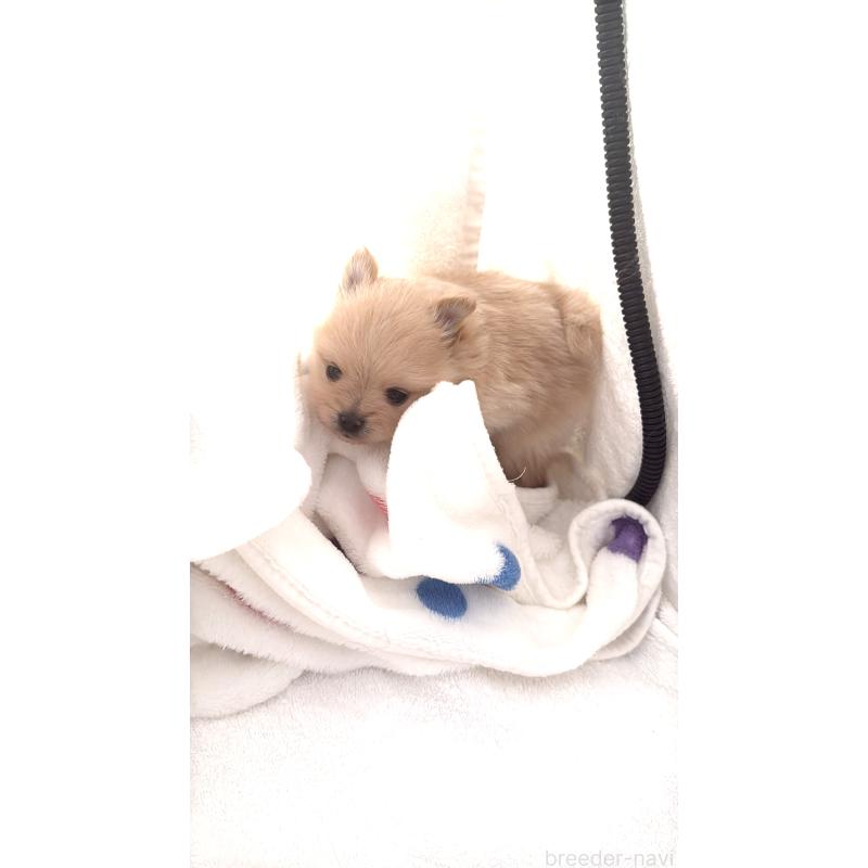 販売中の群馬県のポメラニアン-444489の5枚目