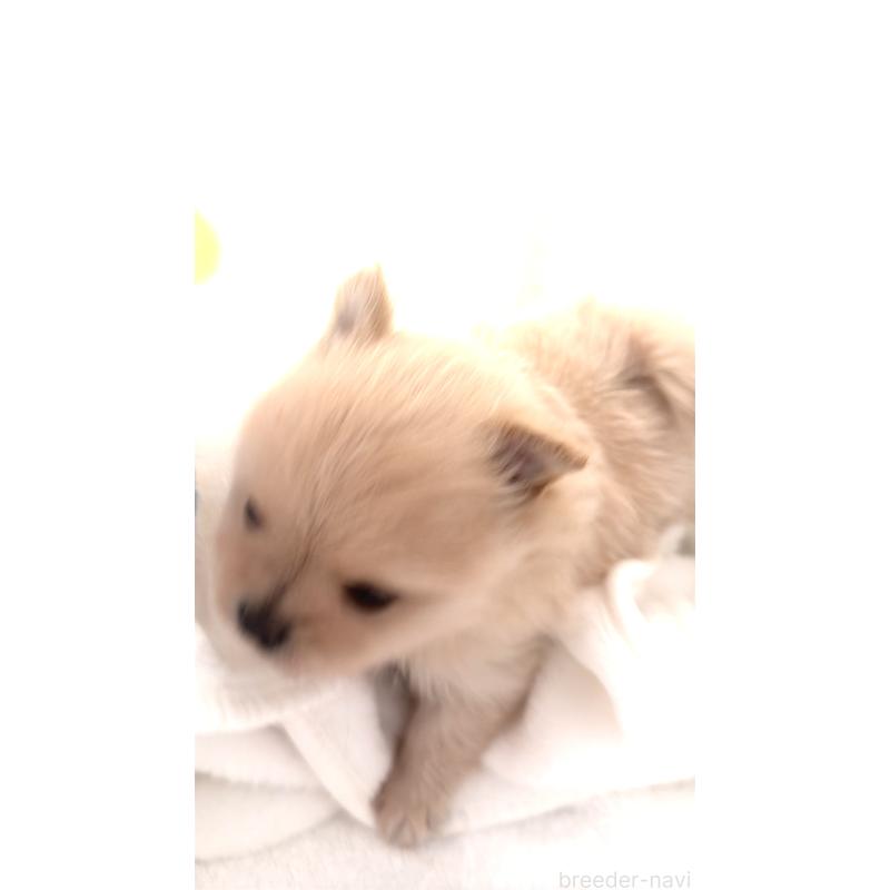 販売中の群馬県のポメラニアン-444489の3枚目