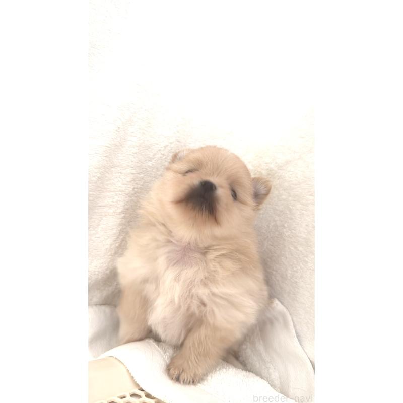 販売中の群馬県のポメラニアン-444489の2枚目