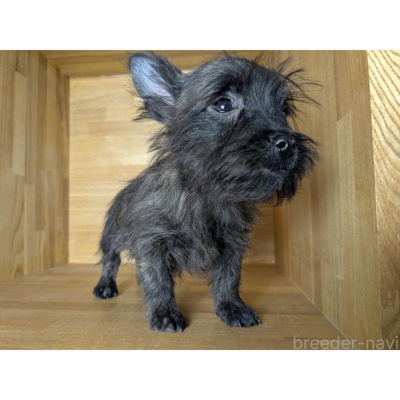 販売中の千葉県のミックス犬-435990の5枚目