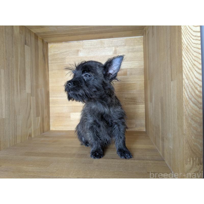 販売中の千葉県のミックス犬-435990の4枚目