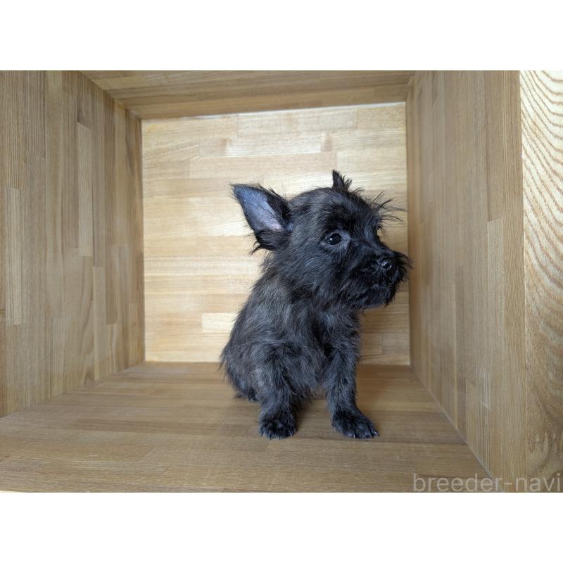 販売中の千葉県のミックス犬-435990の3枚目