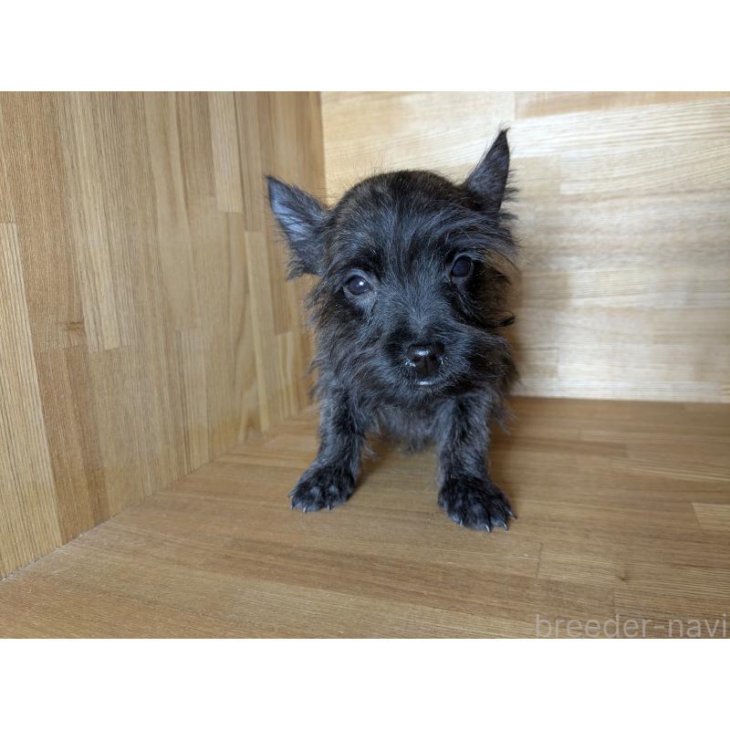 販売中の千葉県のミックス犬-435990の2枚目