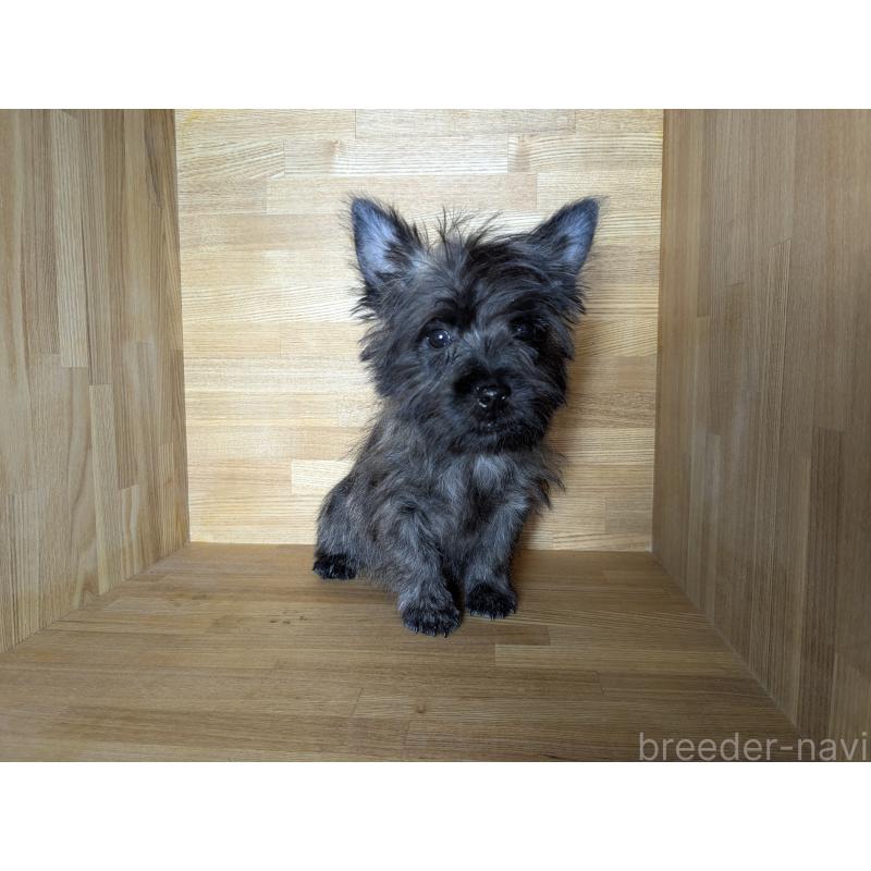 販売中の千葉県のミックス犬-437612の4枚目