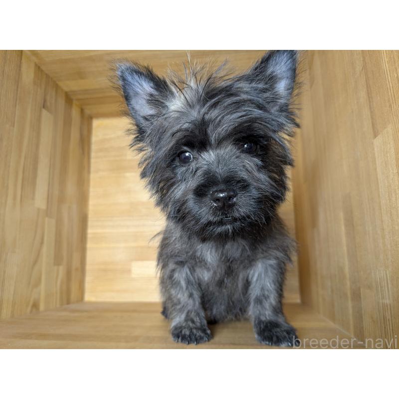 販売中の千葉県のミックス犬-437612の3枚目