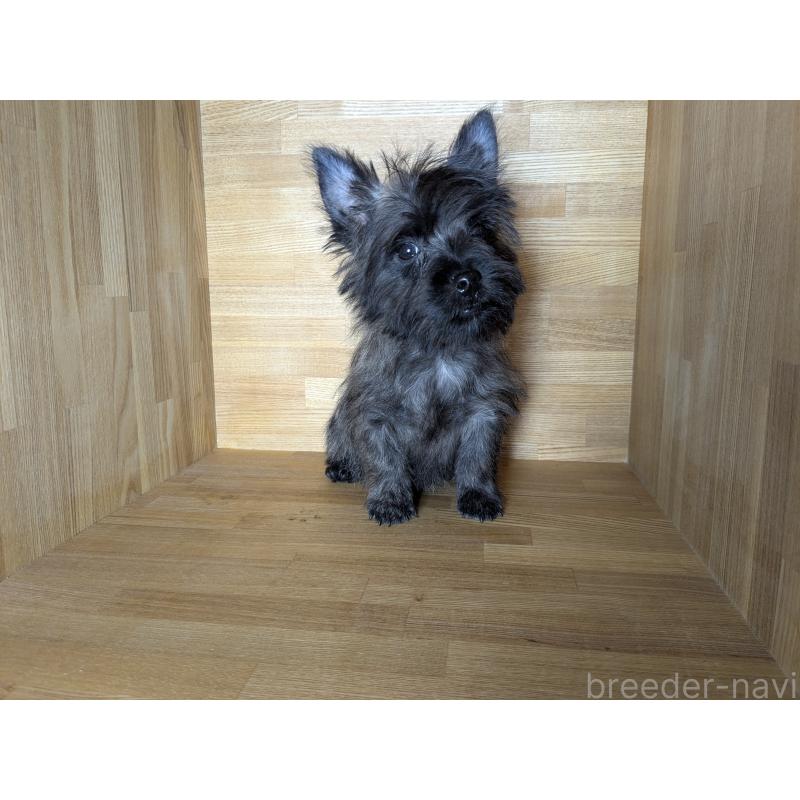 販売中の千葉県のミックス犬-437612の2枚目