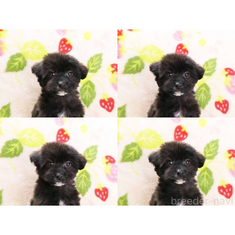 販売中の千葉県のティーカッププードル-438487の6枚目