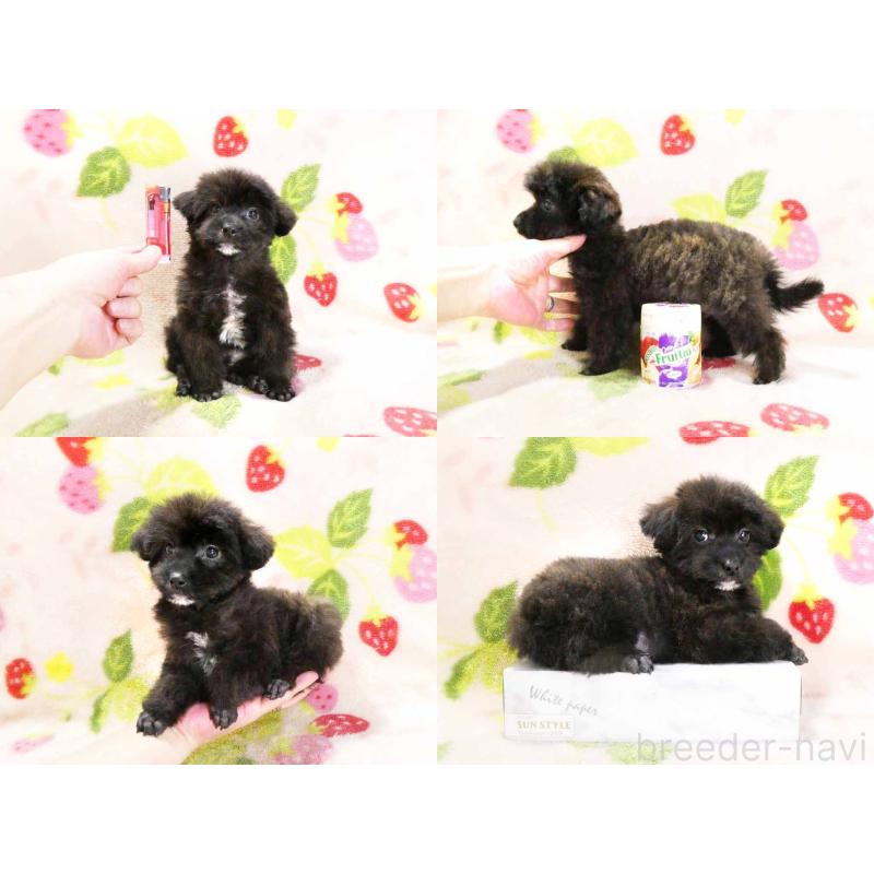 販売中の千葉県のティーカッププードル-438487の5枚目