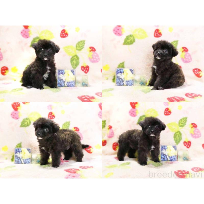 販売中の千葉県のティーカッププードル-438487の3枚目