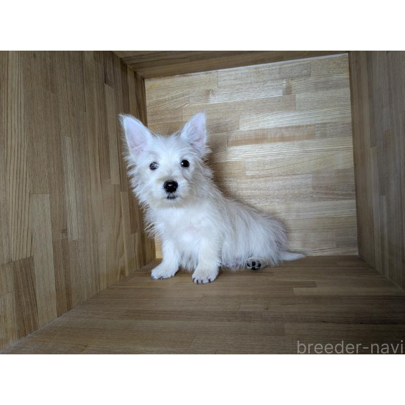 販売中の千葉県のミックス犬-435999の6枚目