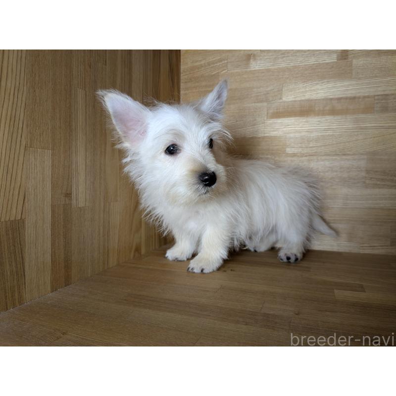 販売中の千葉県のミックス犬-435999の4枚目