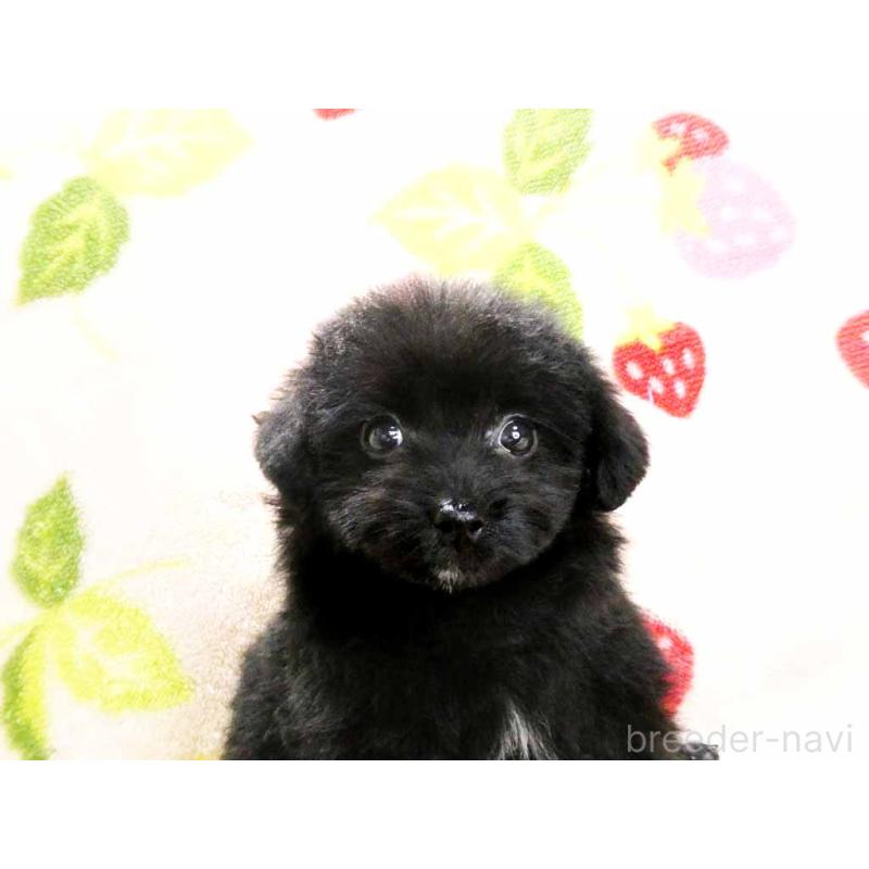 販売中の千葉県のティーカッププードル-438486の6枚目