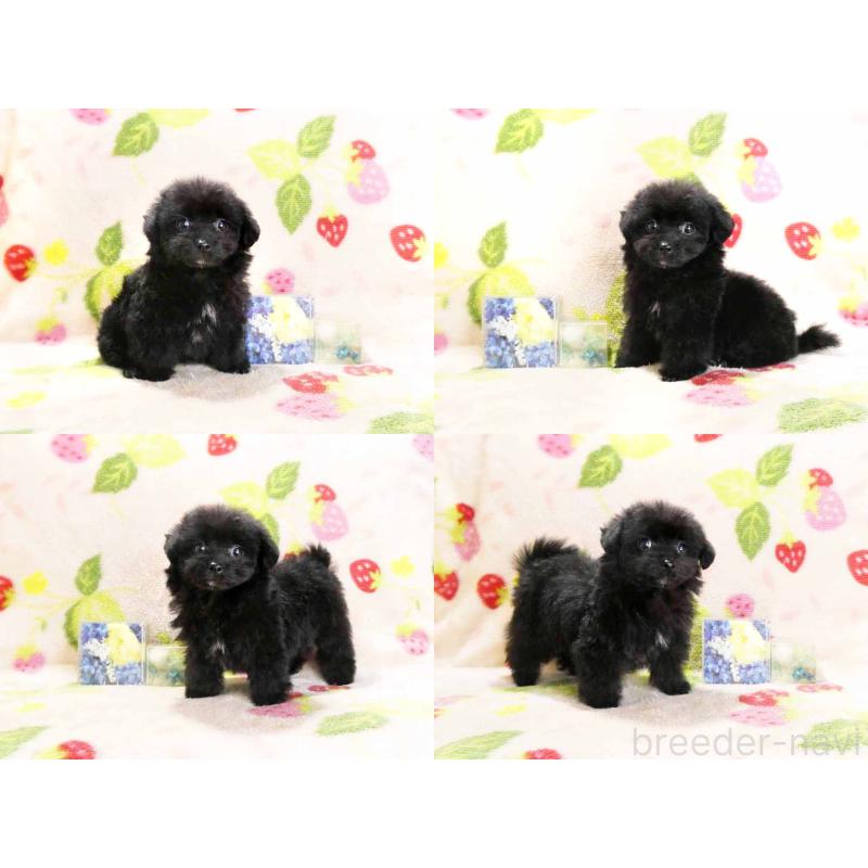 販売中の千葉県のティーカッププードル-438486の5枚目