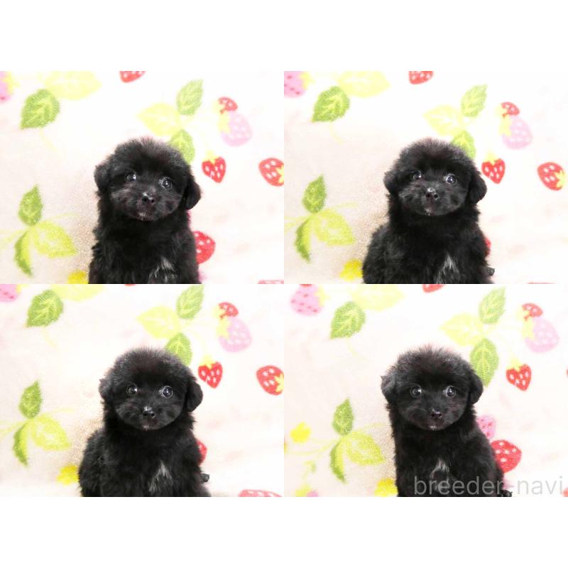 販売中の千葉県のティーカッププードル-438486の4枚目