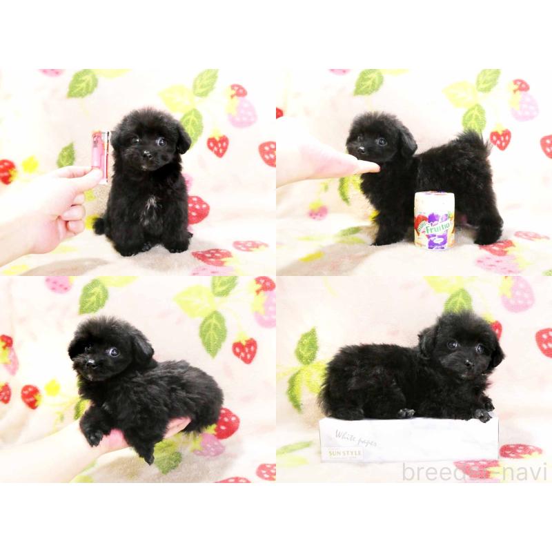 販売中の千葉県のティーカッププードル-438486の3枚目