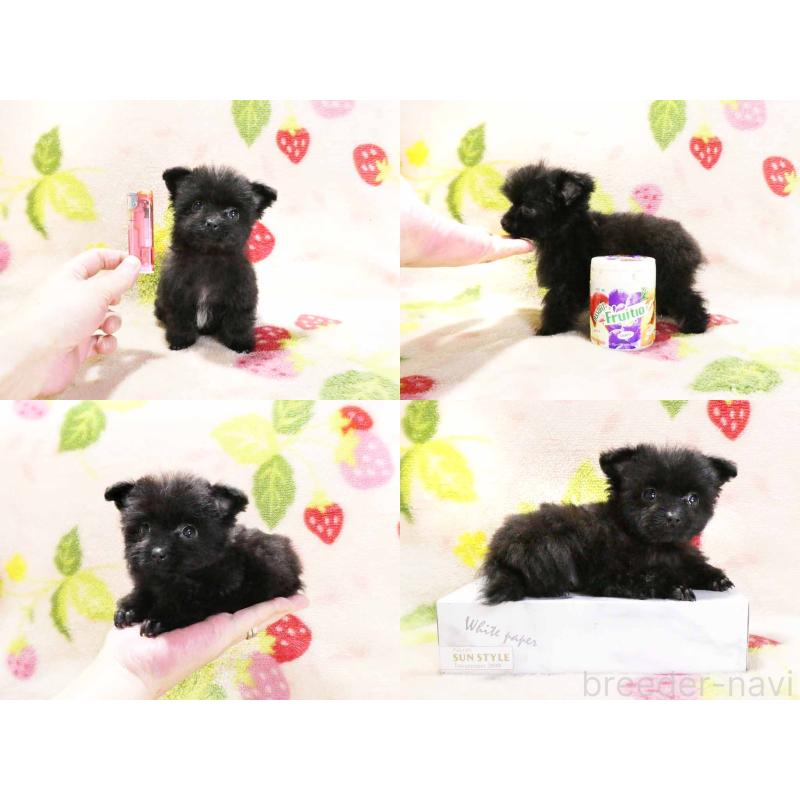 販売中の千葉県のティーカッププードル-438485の5枚目