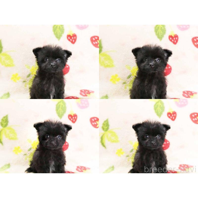 販売中の千葉県のティーカッププードル-438485の4枚目