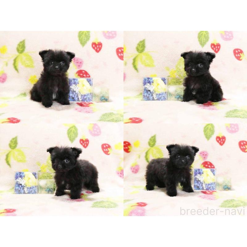 販売中の千葉県のティーカッププードル-438485の3枚目