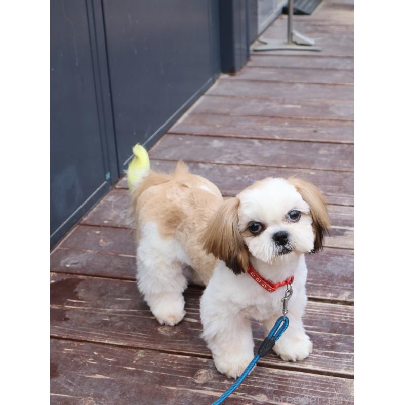 販売中の山口県のシーズー-436700の5枚目