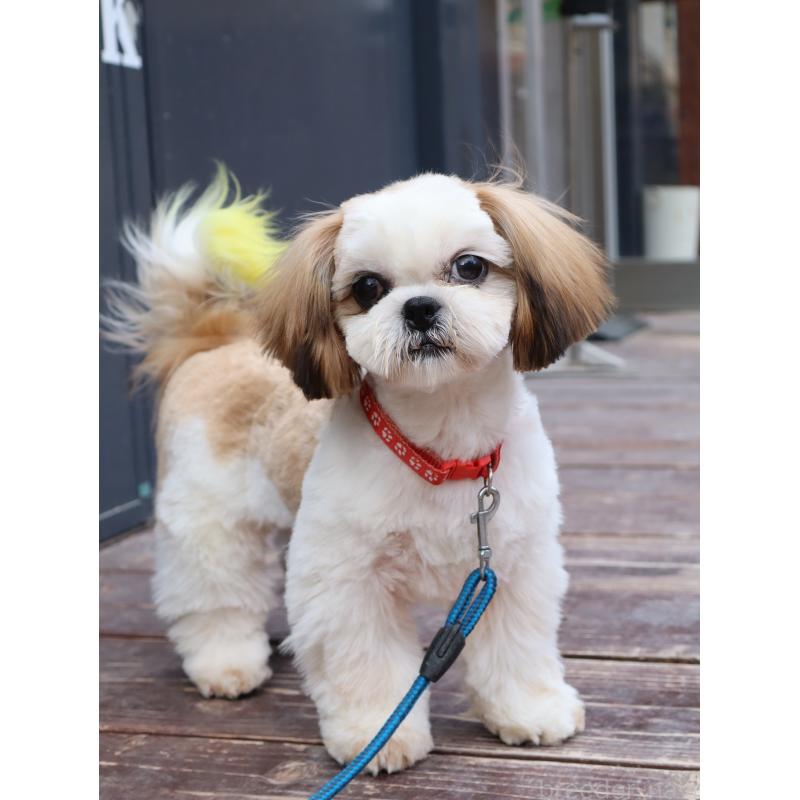 販売中の山口県のシーズー-436700の4枚目