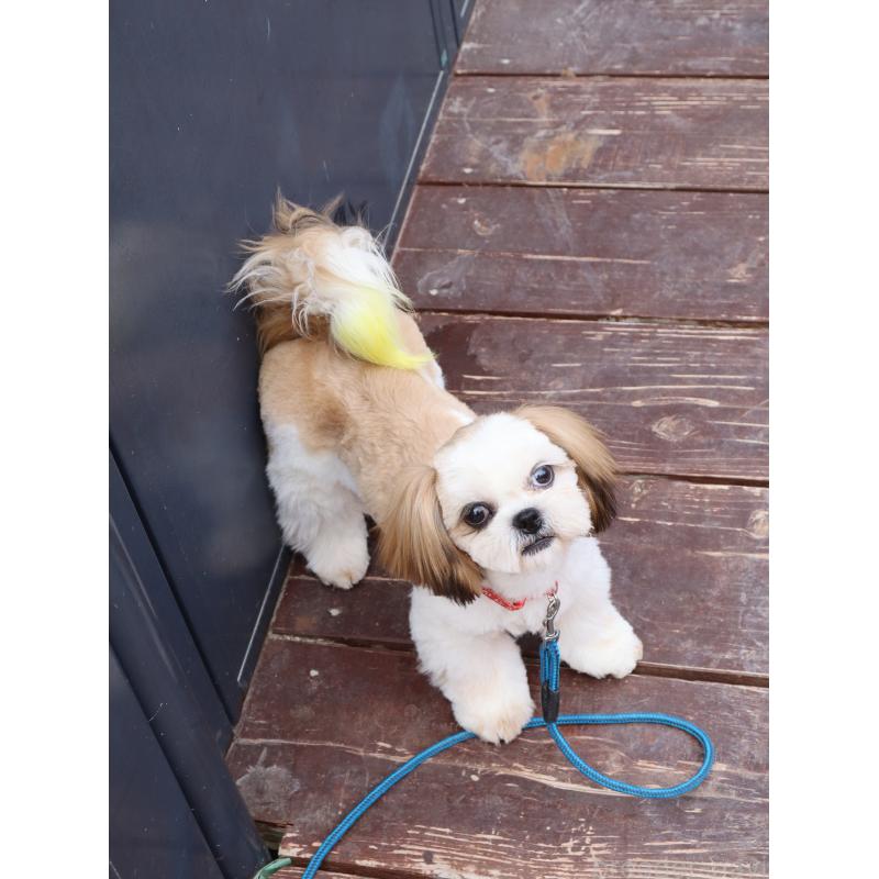 販売中の山口県のシーズー-436700の2枚目