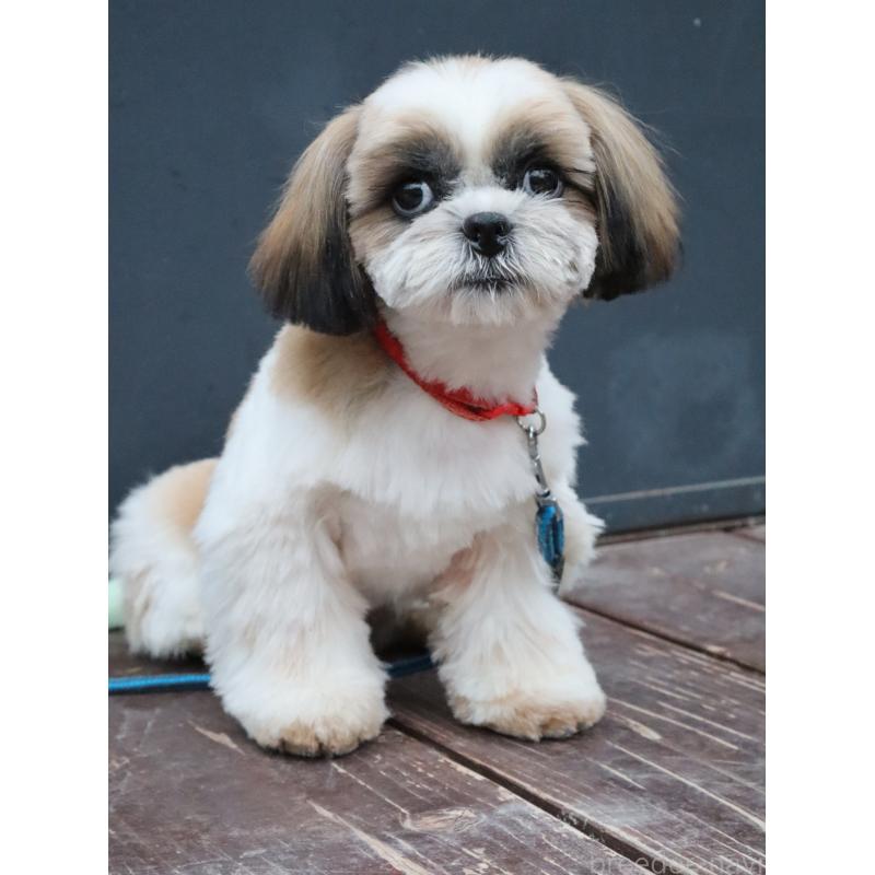 販売中の山口県のシーズー-431507の10枚目