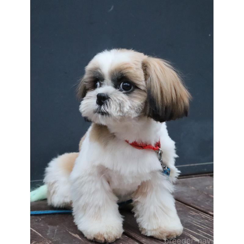 販売中の山口県のシーズー-431507の9枚目