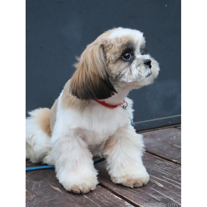 販売中の山口県のシーズー-431507の8枚目