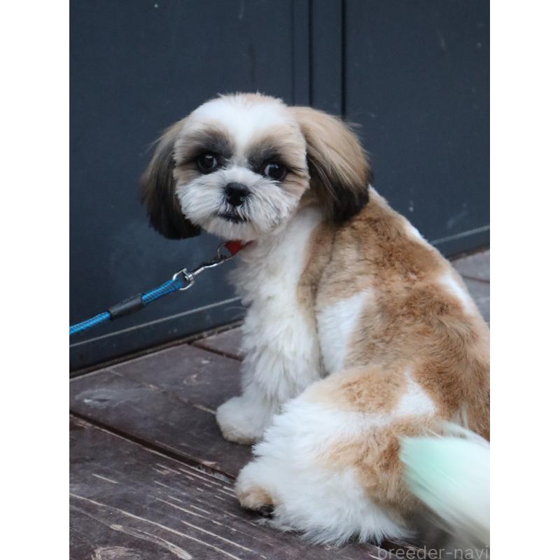 販売中の山口県のシーズー-431507の7枚目