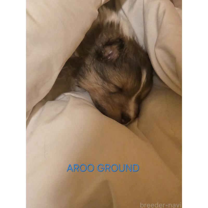 商談中の広島県のシェットランドシープドッグ(シェルティ)-439303の7枚目