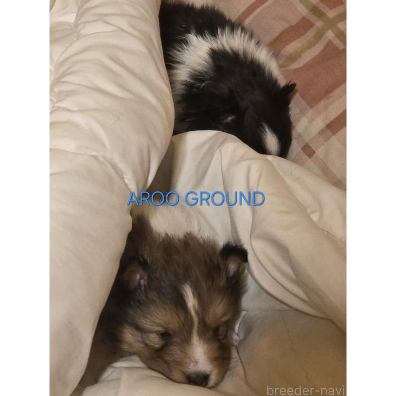 商談中の広島県のシェットランドシープドッグ(シェルティ)-439303の6枚目