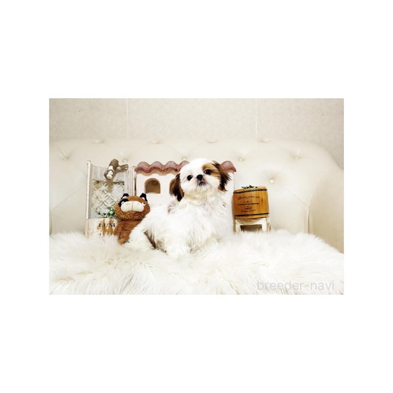 成約済の佐賀県のシーズー-435620の3枚目