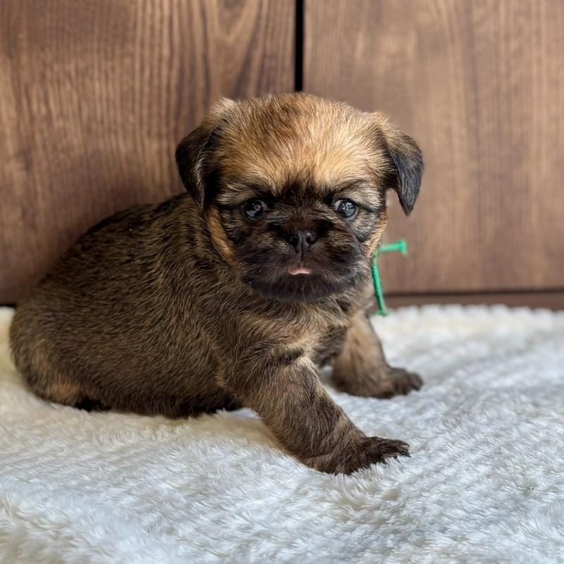 販売中の山口県のブリュッセルグリフォン-444494の1枚目