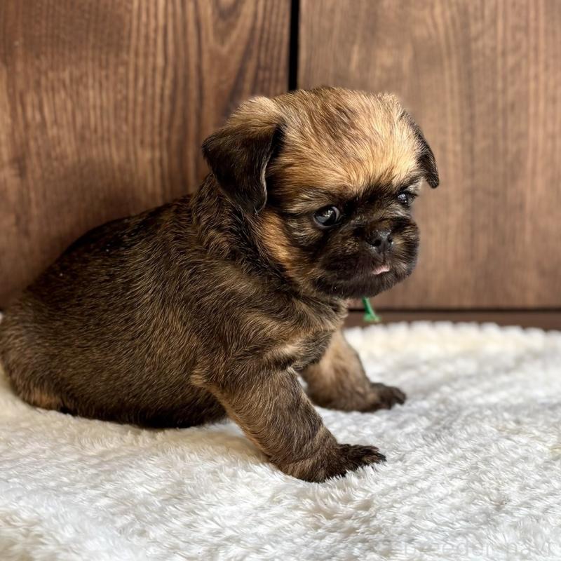 販売中の山口県のブリュッセルグリフォン-444494の6枚目