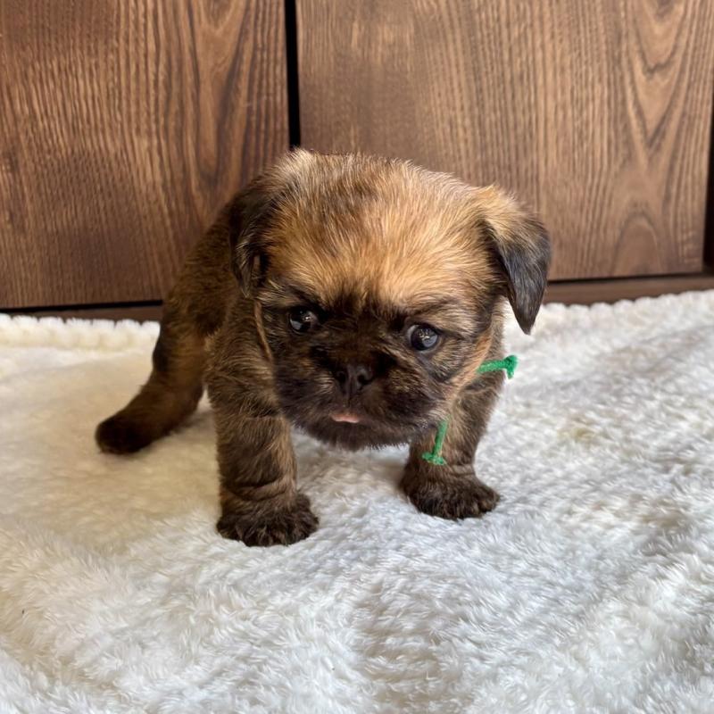 販売中の山口県のブリュッセルグリフォン-444494の3枚目