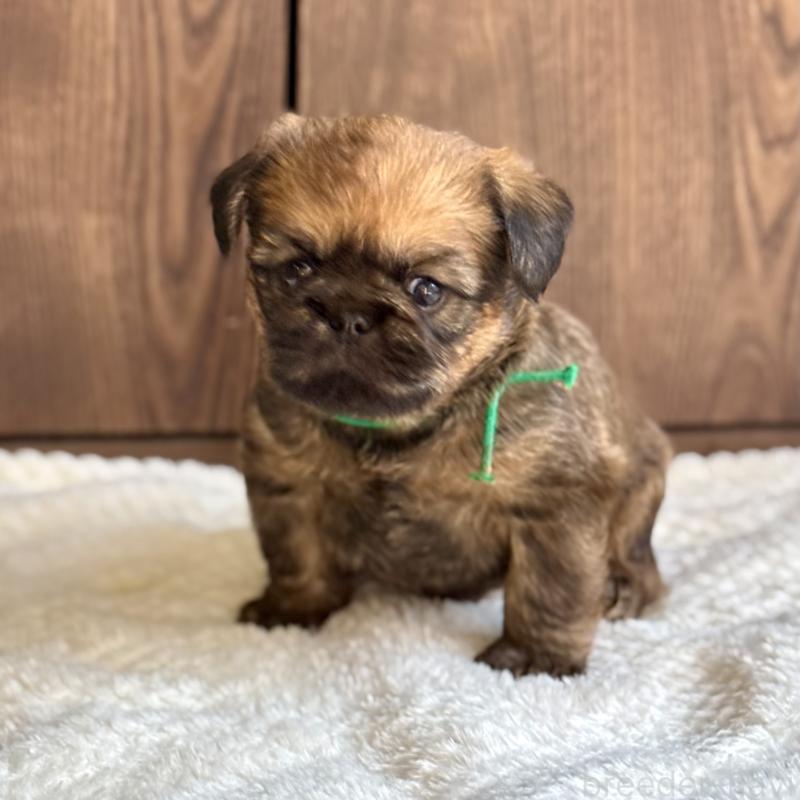 販売中の山口県のブリュッセルグリフォン-444494の2枚目