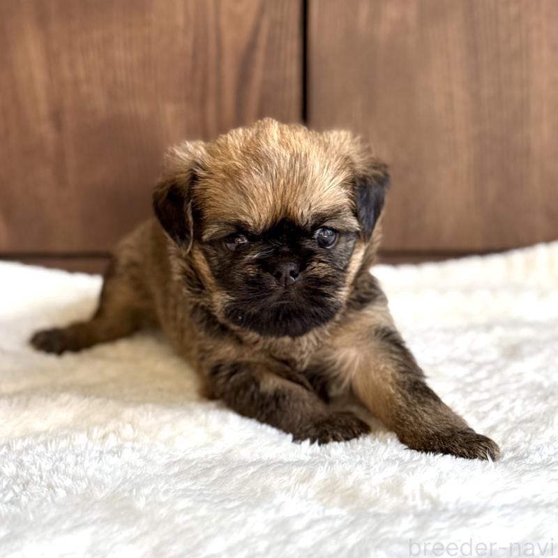 販売中の山口県のブリュッセルグリフォン-444495