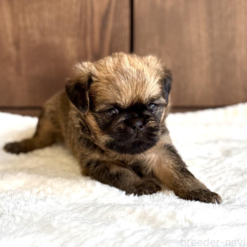 販売中の山口県のブリュッセルグリフォン-444495の5枚目