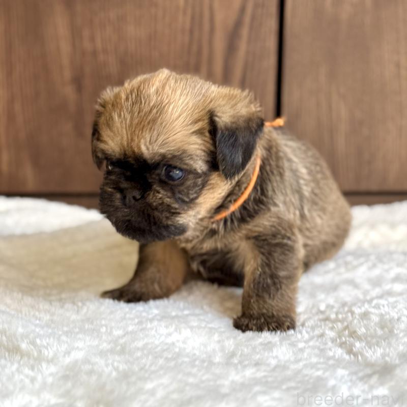 販売中の山口県のブリュッセルグリフォン-444495の4枚目