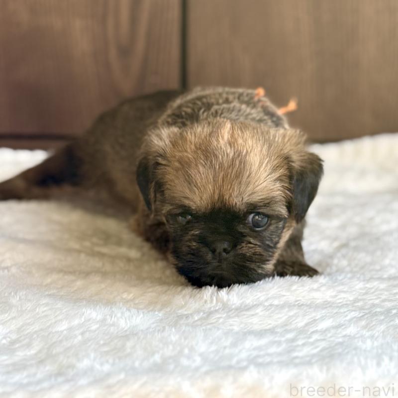 販売中の山口県のブリュッセルグリフォン-444495の2枚目